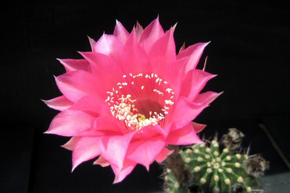 Echinopsis